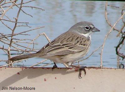 Sagebrush Sparrow
