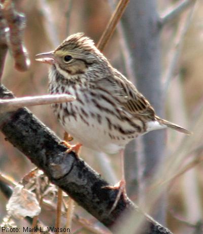 Savannah Sparrow