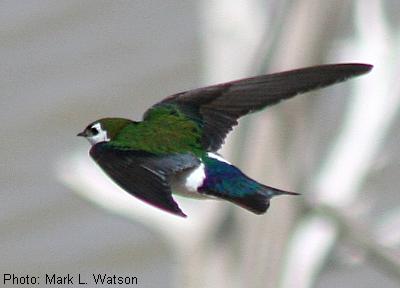 Violet-green Swallow
