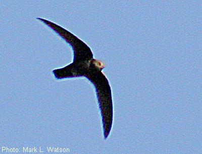 Black Swift