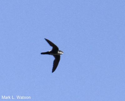 White-throated Swift
