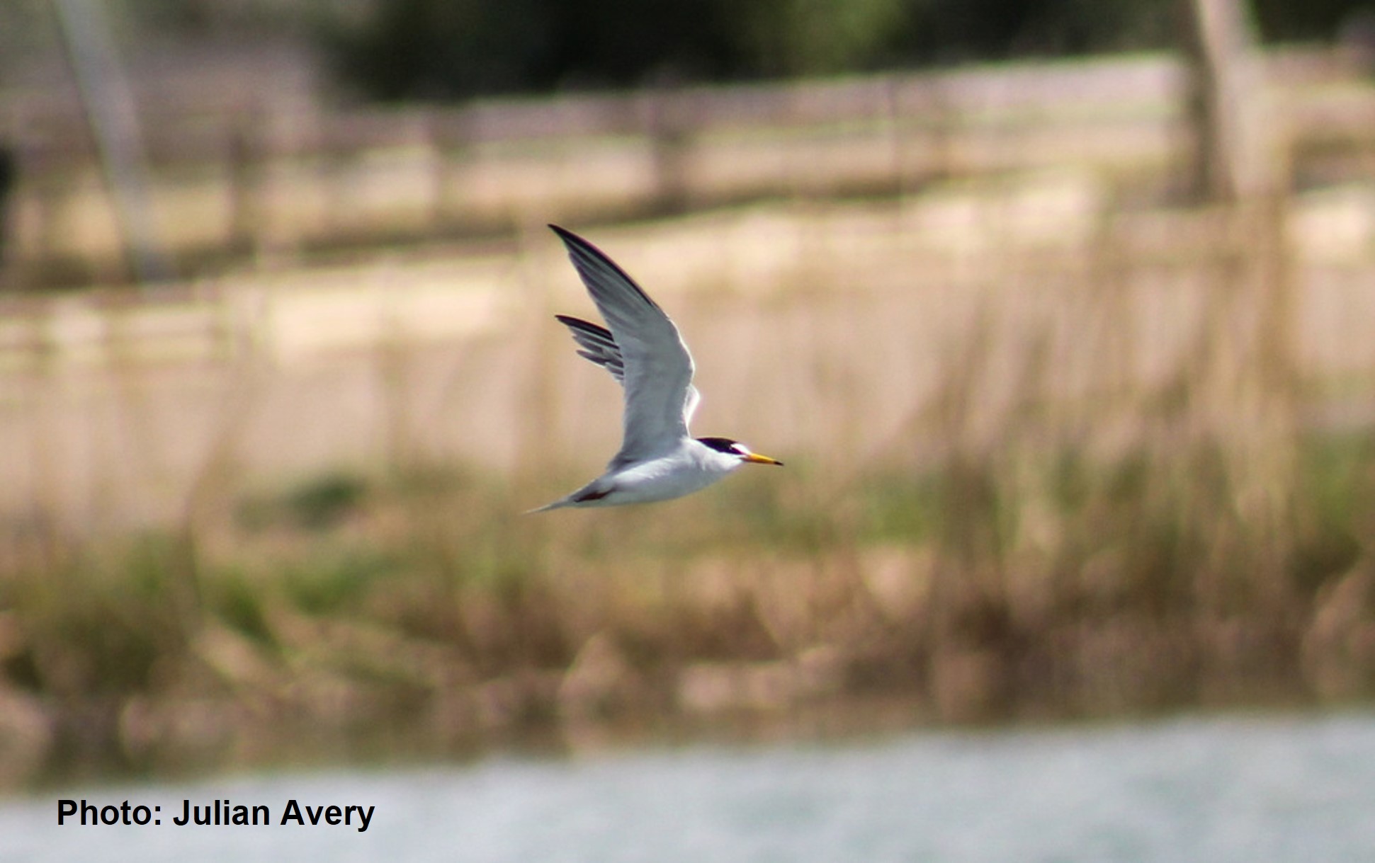 Least Tern