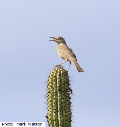 Bendire’s Thrasher