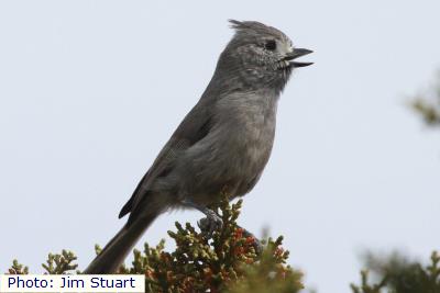 Juniper Titmouse