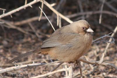 Abert’s Towhee