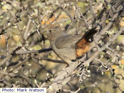 Canyon Towhee