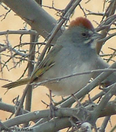 Green-tailed Towhee