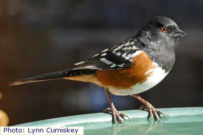 Spotted Towhee