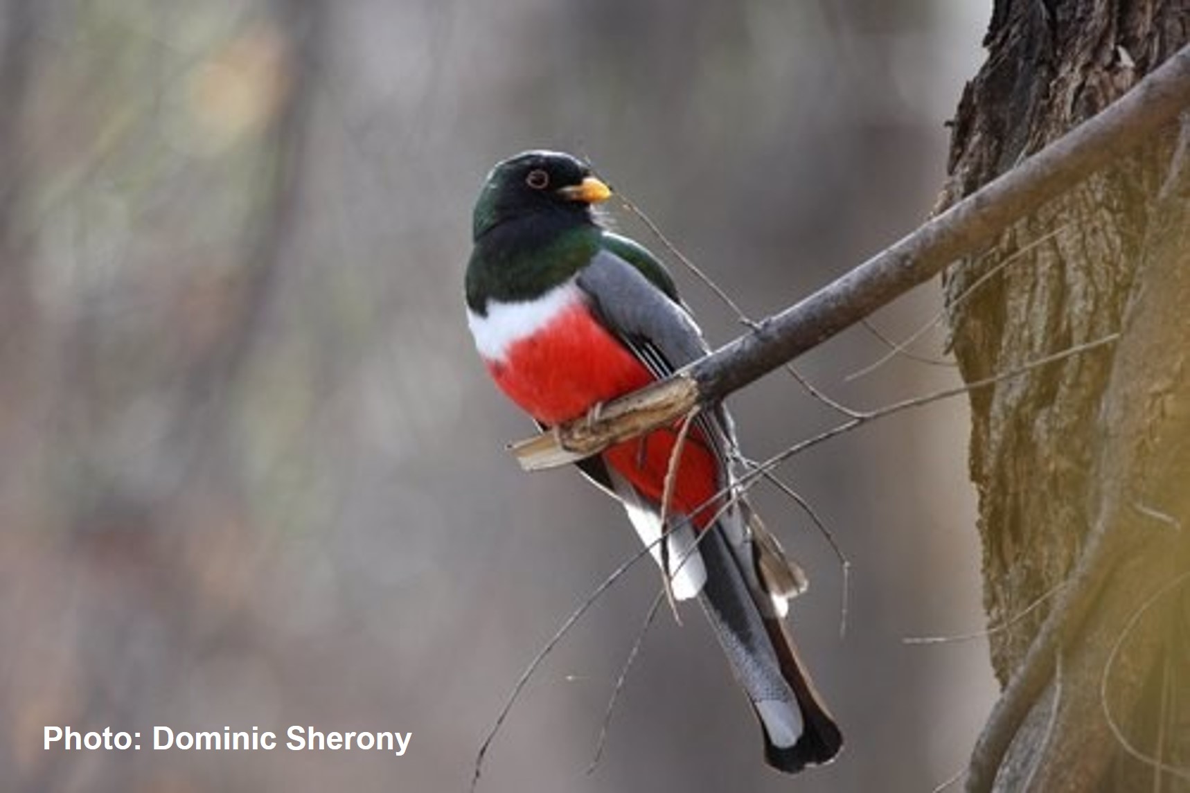 Elegant Trogon
