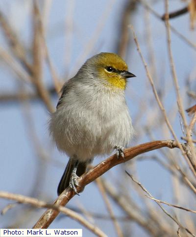 Verdin