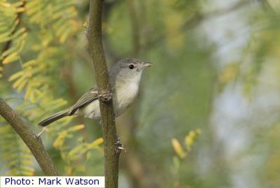 Bell’s Vireo