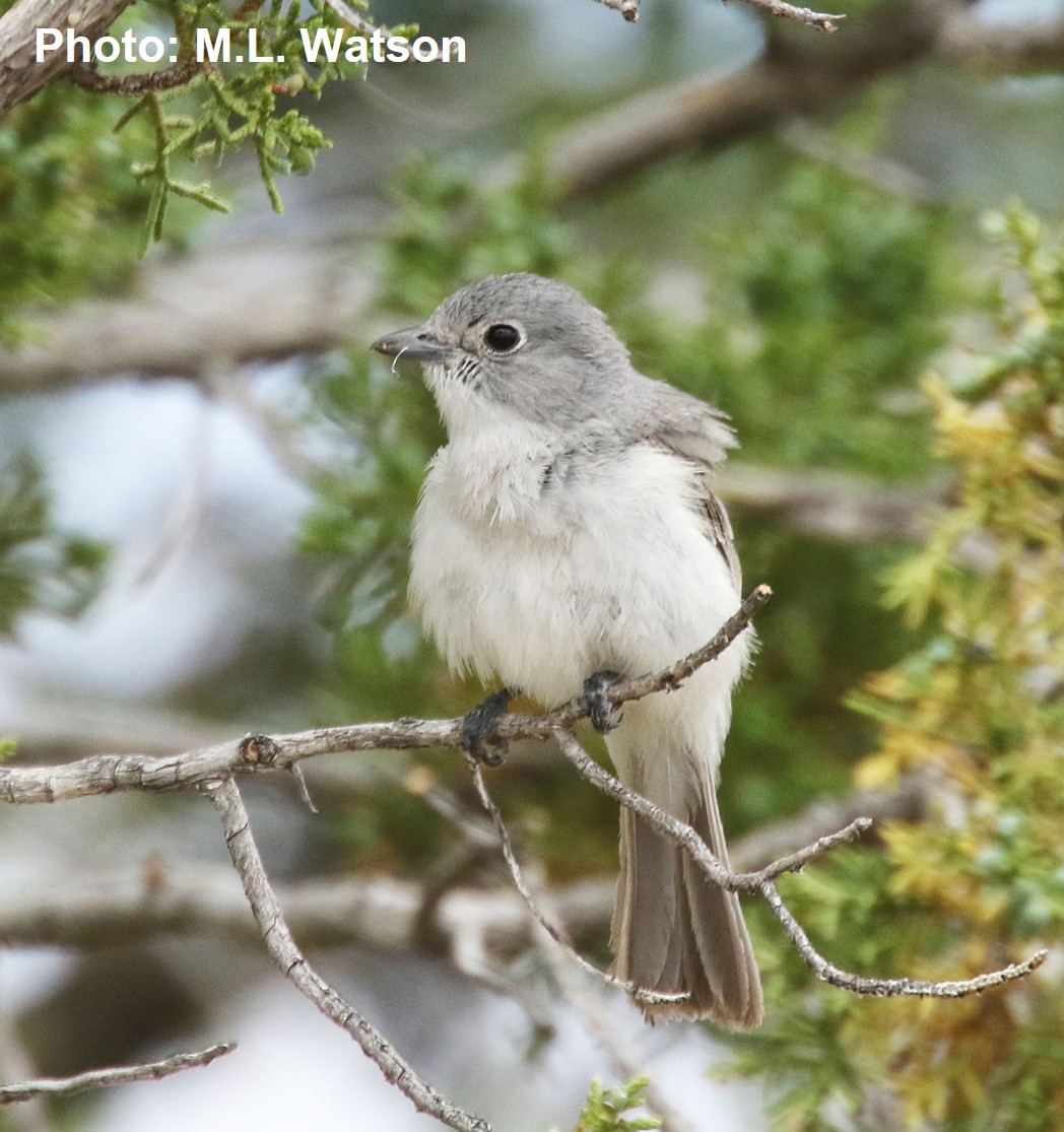 Gray Vireo