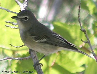 Plumbeous Vireo