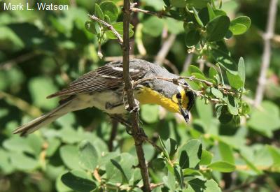 Grace’s Warbler