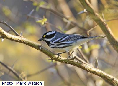 Black-throated Gray Warbler