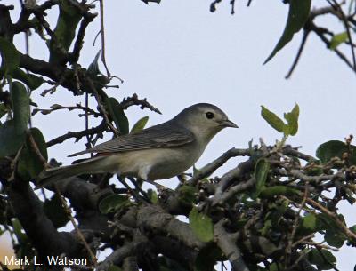 Lucy’s Warbler