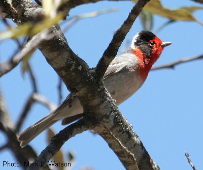 Red-faced Warbler