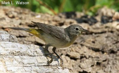 Virginia’s Warbler