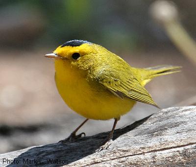 Wilson’s Warbler