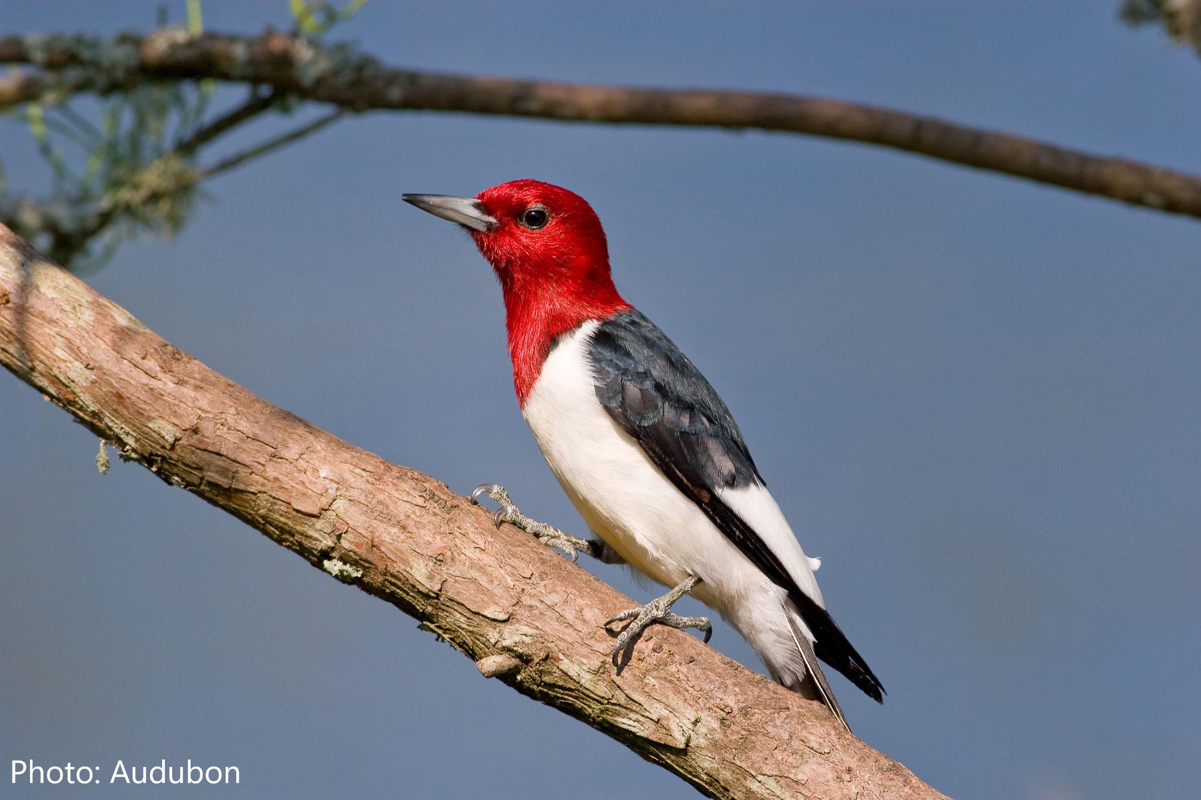 Red-headed Woodpecker