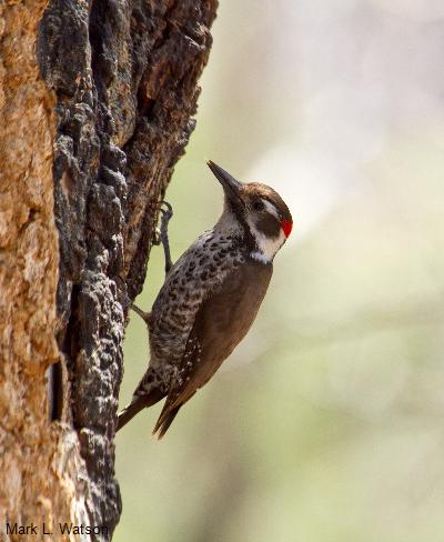 Arizona Woodpecker