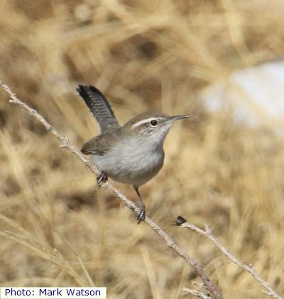 Bewick’s Wren