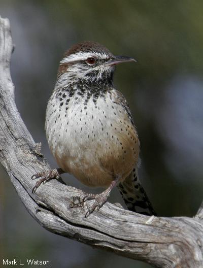 Cactus Wren
