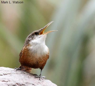 Canyon Wren