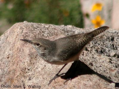 Rock Wren