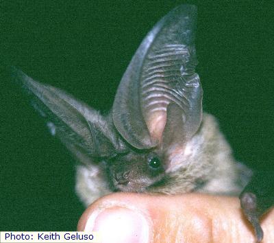 Allen’s Big-eared Bat