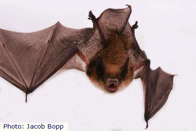 Fringed Myotis