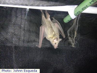 Mexican Long-nosed Bat