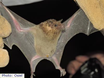 Lesser Long-nosed Bat