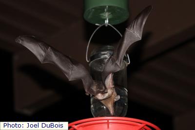 Mexican Long-tongued Bat