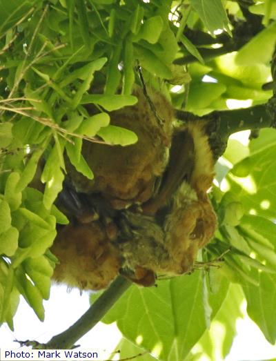 Western Red Bat