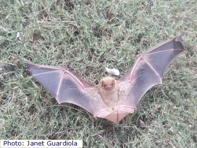 Western Yellow Bat