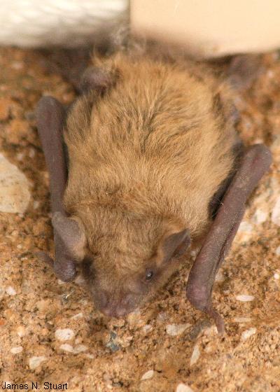 Yuma Myotis