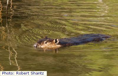 American Beaver