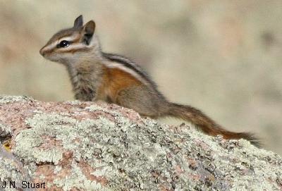 Organ Mountains Colorado Chipmunk