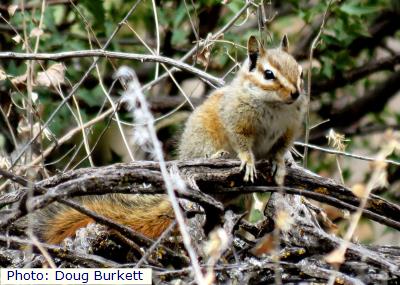 Oscura Mountains Colorado Chipmunk