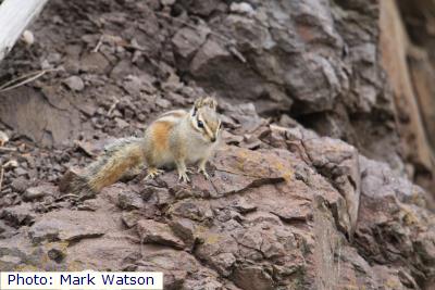 Gray-collared Chipmunk