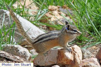 Penasco Least Chipmunk