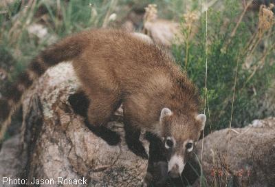 White-nosed Coati
