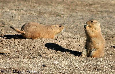 Black-tailed Prairie Dog