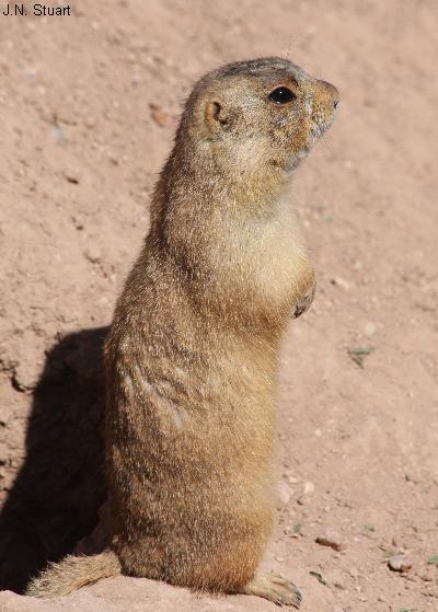 Gunnison’s prairie dog