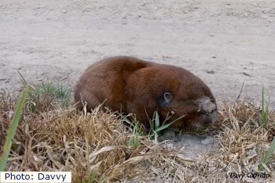 Southern Pocket Gopher