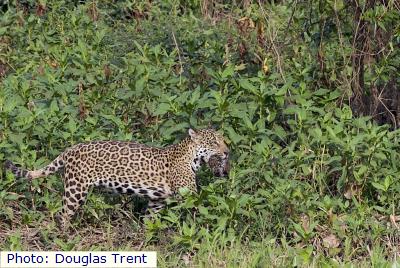 Jaguar