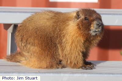 Yellow-bellied Marmot