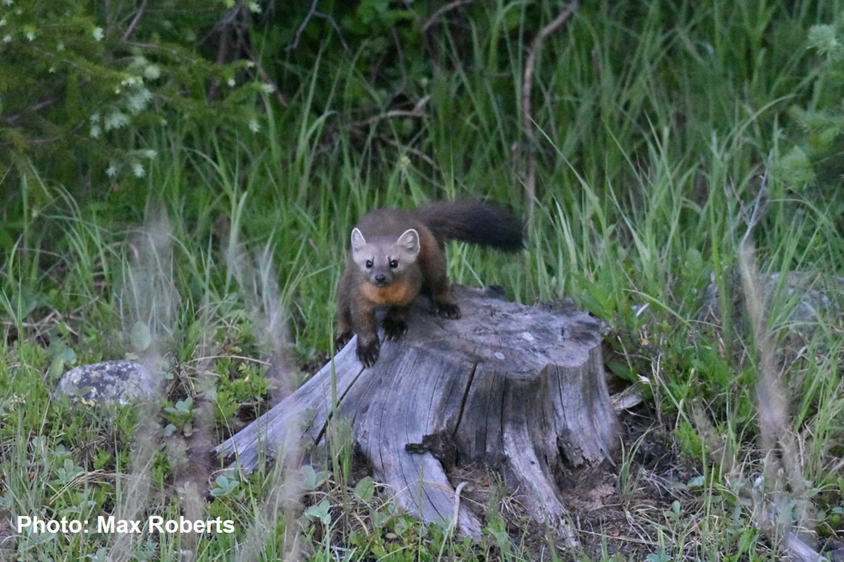 Pacific Marten