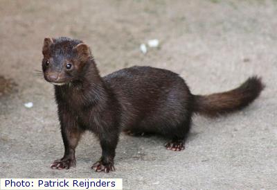 American Mink